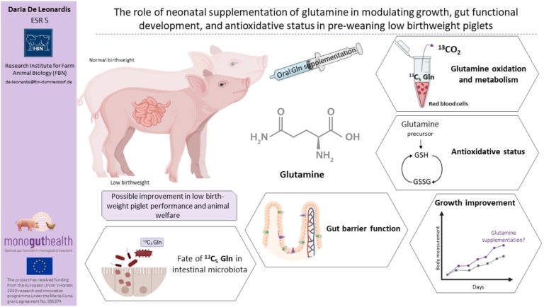 ESR5: The role  of neonatal supplementation of glutamine in modulating growth, gut functional development, and antioxidative status in low birthweight piglets