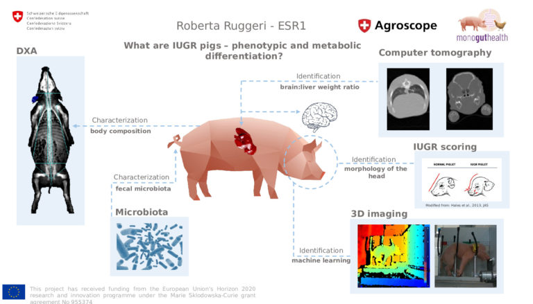 ESR1: What are IUGR pigs? – phenotypic and metabolic differentiation