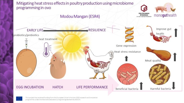 ESR4: Mitigating heat stress effects in poultry production using microbiome programming in ovo