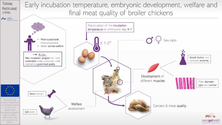 ESR8: Early incubation temperature, embryonic development and welfare of broiler chickens