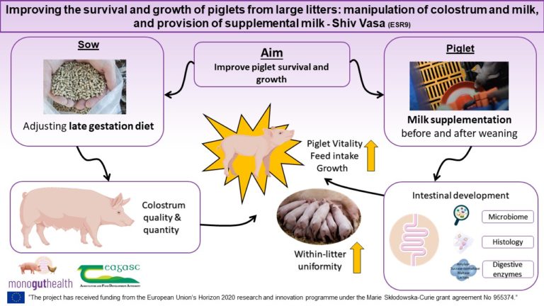 ESR9: Improving   the   survival   and   growth   of   piglets   from   large   litters: manipulation of colostrum and milk, and provision of supplemental milk