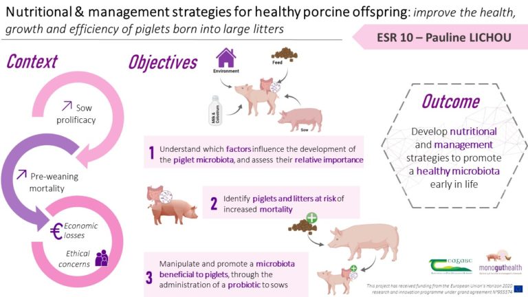 ESR10: Nutritional and management strategies for healthy porcine offspring: improve the health, growth and efficiency of piglets born into large litters
